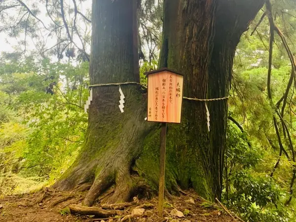 Two large trees with a sign in front, surrounded by greenery, indicating a sacred or special site in Japan.