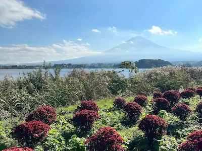 富士山を背景にした湖の近くに咲く赤い花の群れ