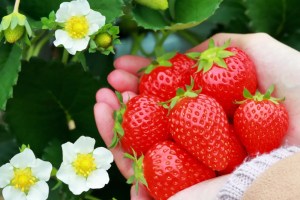 Strawberry Picking in Japan: A Sweet Spring Experience